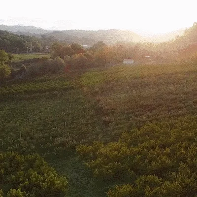 Video La Golosa