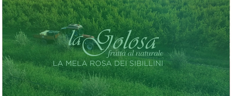 Video La Mela Rosa dei Monti Sibillini La Golosa - frutta al naturale - hover