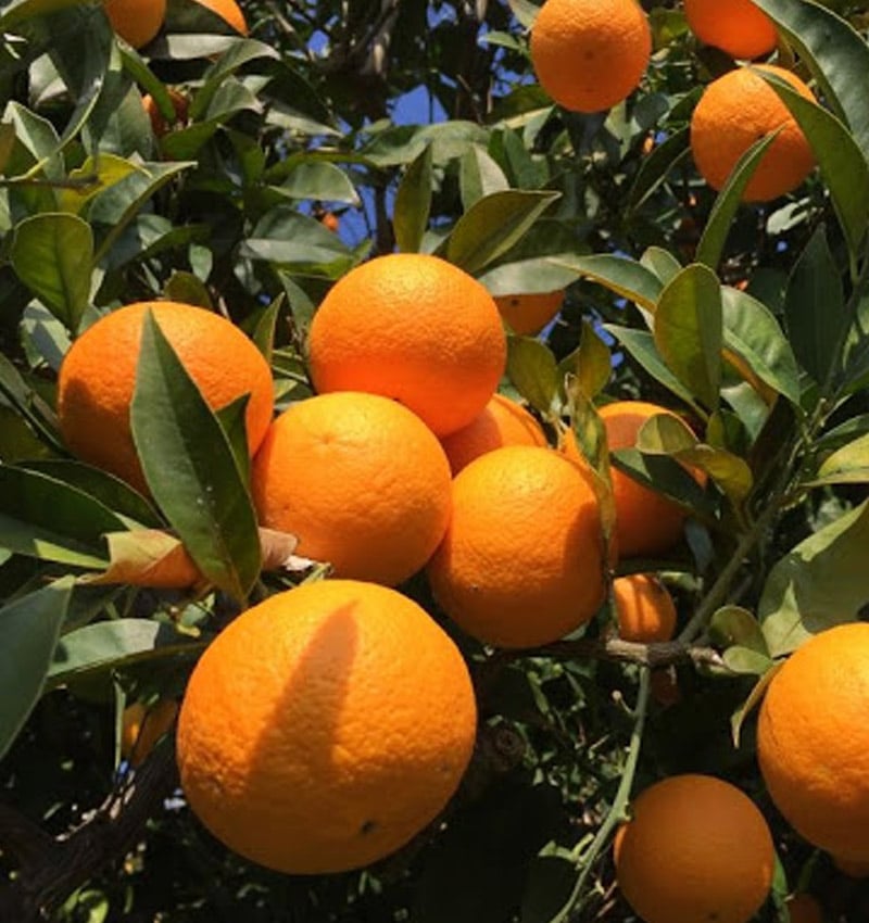 Arancio Biondo del Piceno